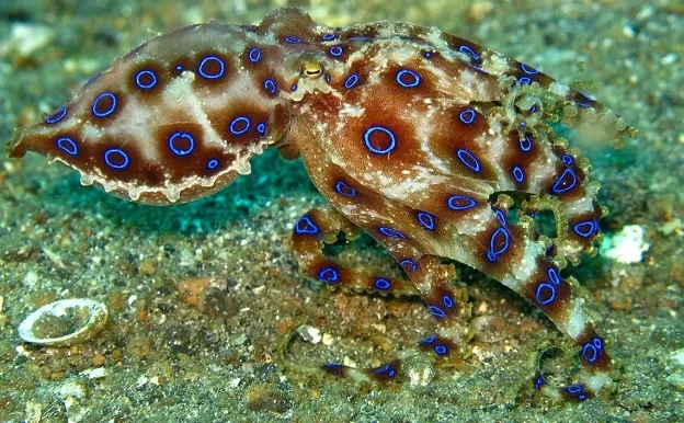 Gurita cincin biru (Hapalochlaena maculosa) adalah spesies gurita yang berbahaya karena racun mereka sangat mematikan.