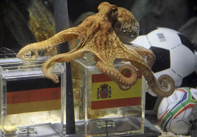 Banyak orang merasa heran dengan keakuratan prediksi Paul the Octopus